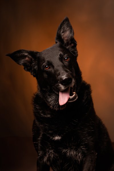 Black Dog with Tongue Out Portrait