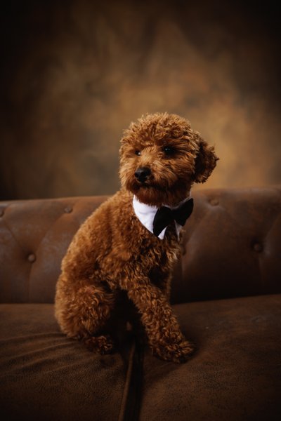 Dog in Tuxedo Portrait