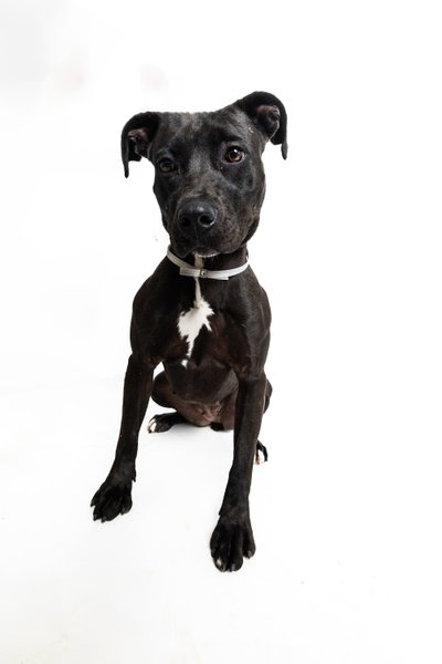 Regal Black Pit Bull Terrier Posing in Dallas Studio