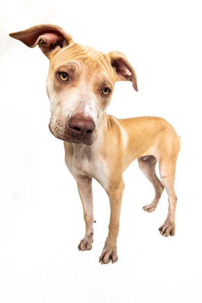 Brown Dog with Adorable Head Tilt in Dallas Studio