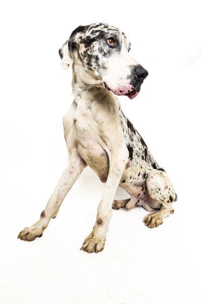 Great Dane with Spotted Fur and Thoughtful Pose in Dallas Studio