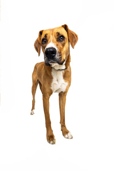 Curious Brown Boxer Mix Posing in Dallas