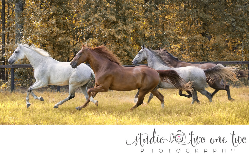 Best equine photographers in Southeast