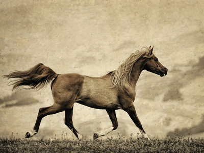 Horse Photography in the Southeast