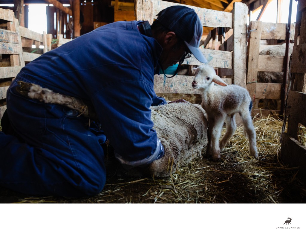 Herder Helps Ewe Give Birth