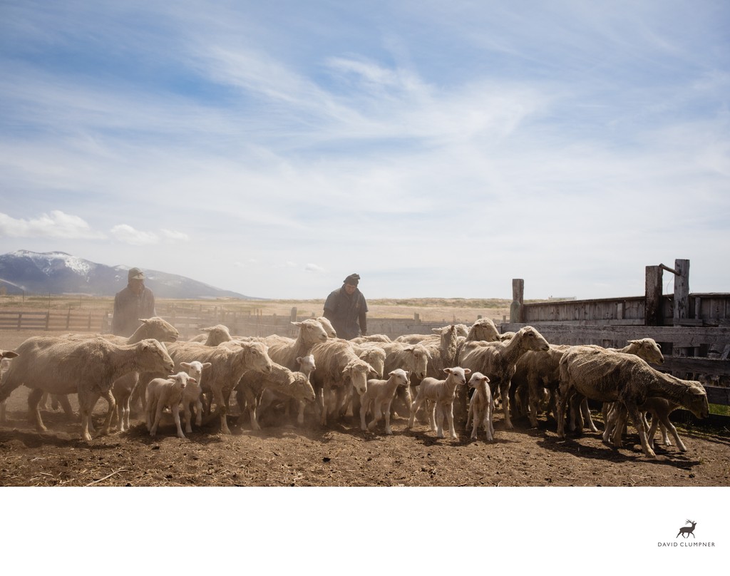 Sheep Herders