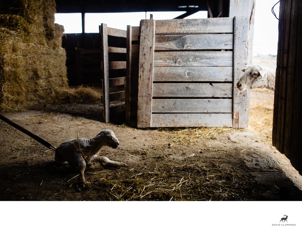 Trepidatious Ewe Peeks Into Barn After Lamb