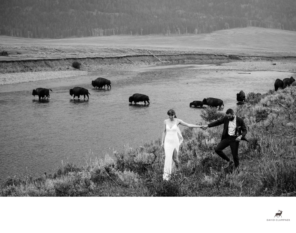 Wedding Photo with Bison