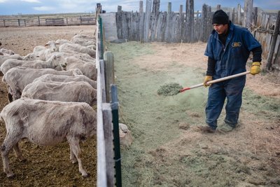 Herder Feeds Alfalfa to Ewes
