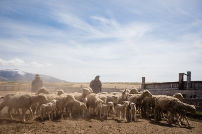 Sheep Herders