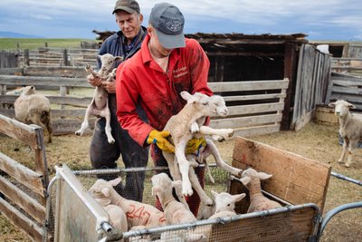 Lambs Loaded into Cart
