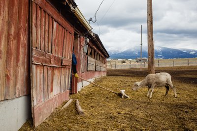Herder Pulls Lamb Towards Barn