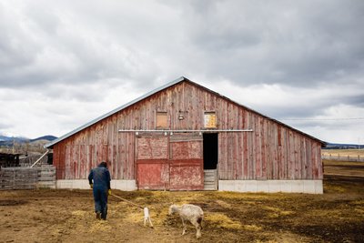Herder Leads Ewe to Barn
