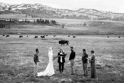 Wedding Ceremony with Bison