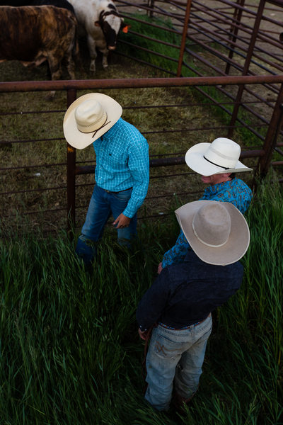 Three Montana Cowboys