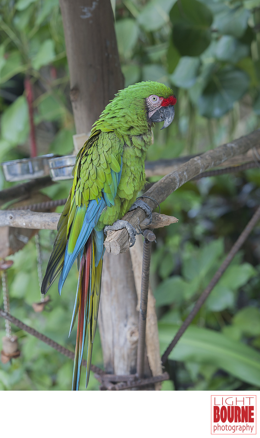 Parrot, Nassau Bahamas Ardastra Zoo and Garden