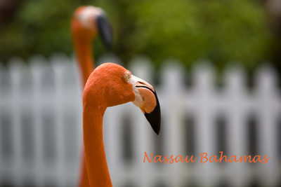 The Famous Marching Flamingos Nassua Bahamas
