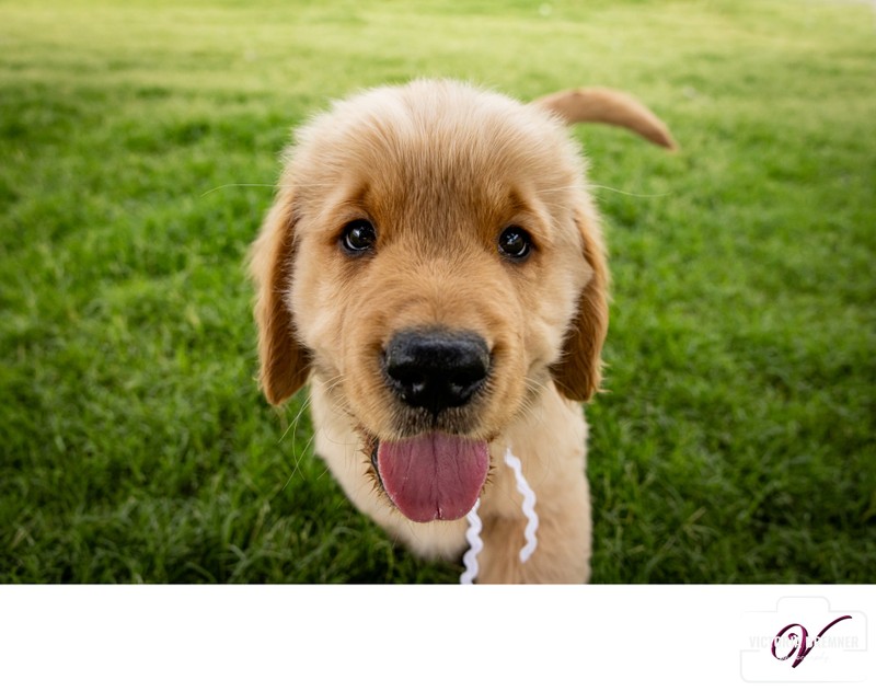 Golden Retriever Puppy Photo Session