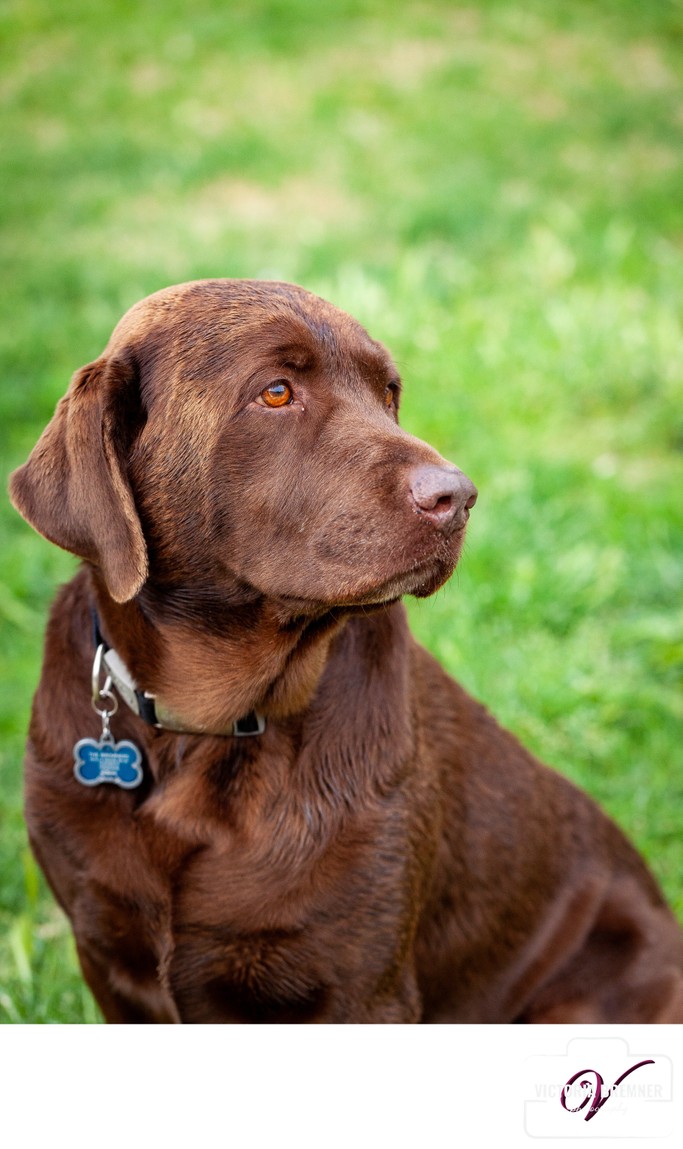 Las Vegas Pet Photographer Chocolate Lab Las Vegas Henderson Pet