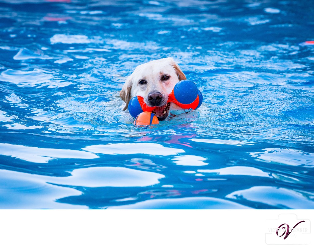 Pet Portraits Swimming Pool Labrador