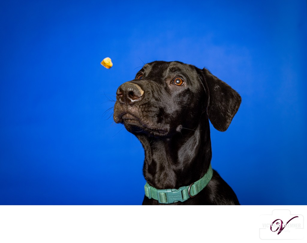 Ash, not catching a treat