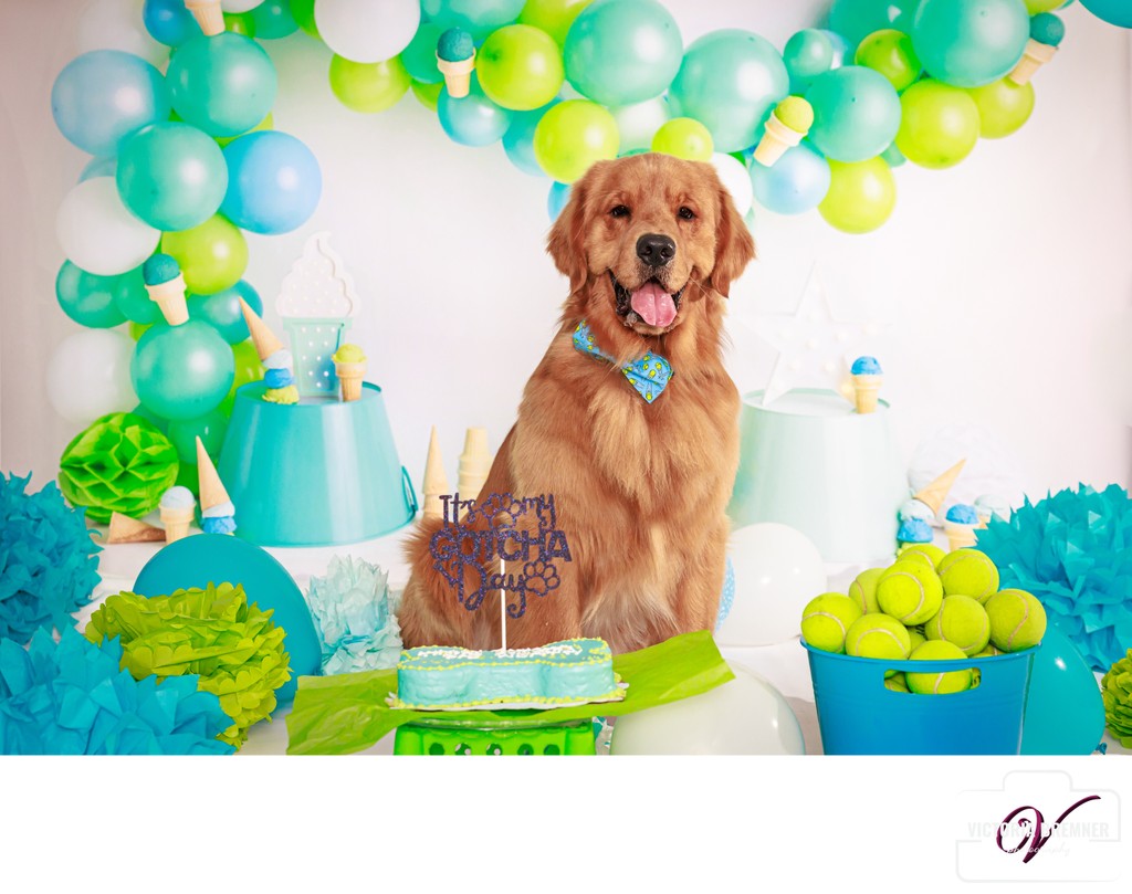 Las Vegas Pet Photography Gotcha Day Photo Session