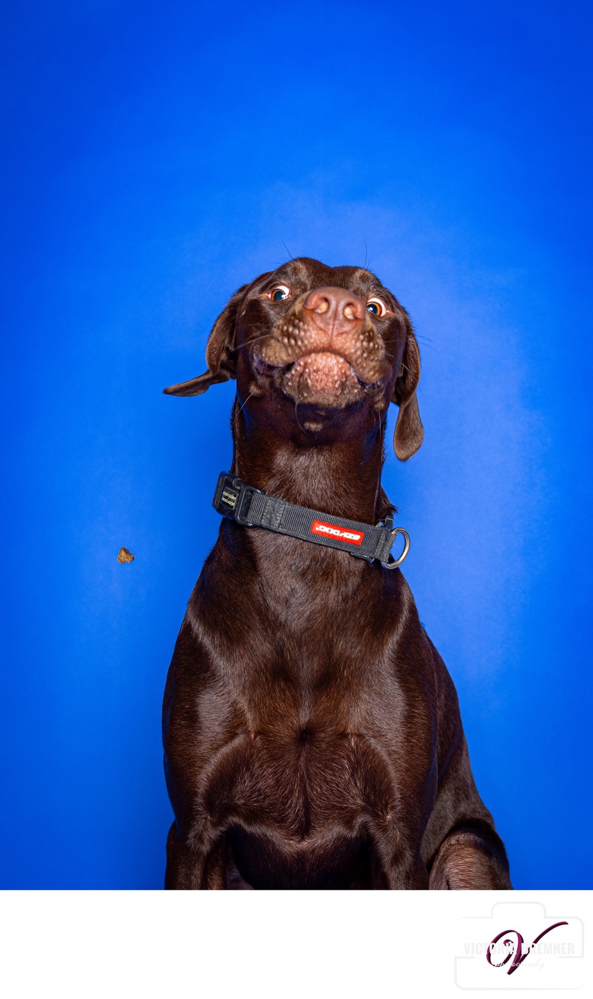 Labrador Retriever Photo session with treats 