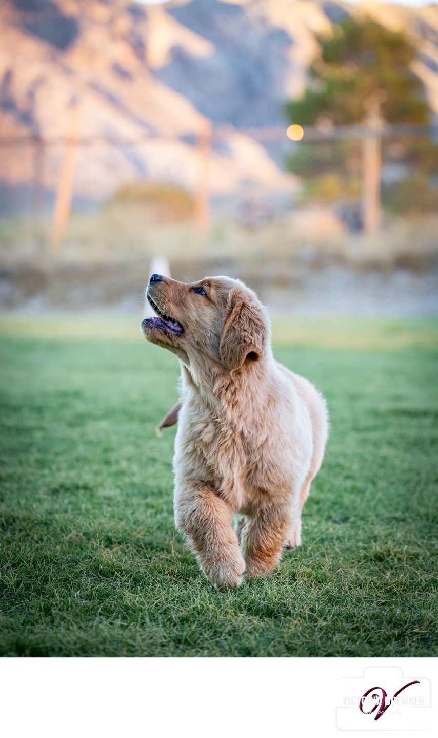 Puppy Training Photo Session