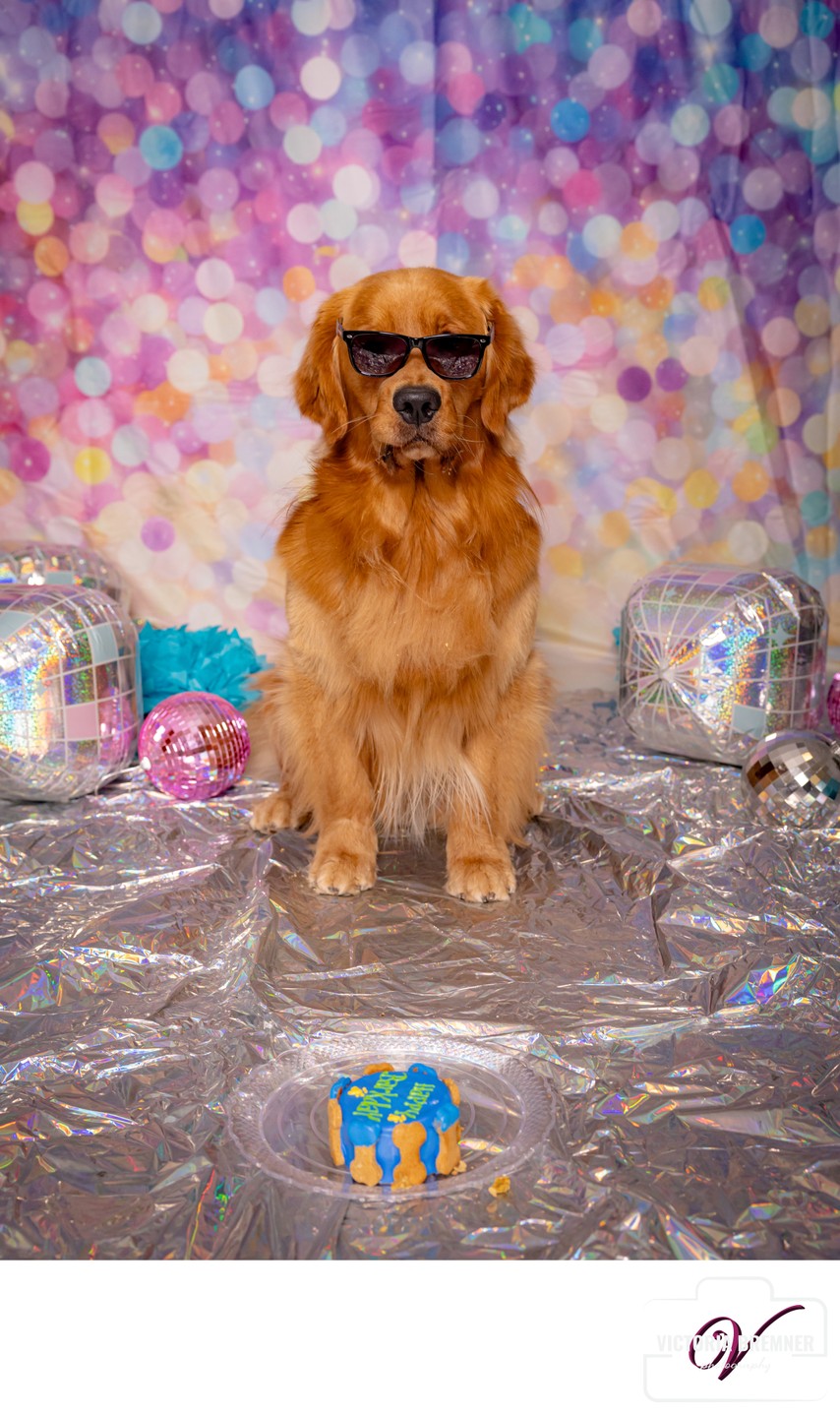 Pet Birthday photo shoot Las Vegas Henderson Dogs