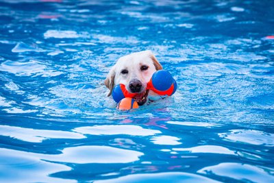 Pet Portraits Swimming Pool Labrador