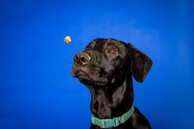 Ash, not catching a treat