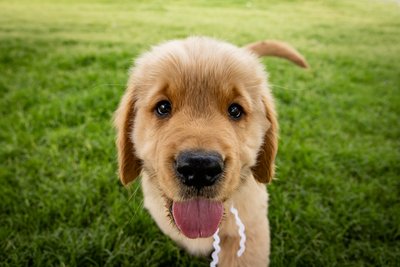 Golden Retriever Puppy Photo Session