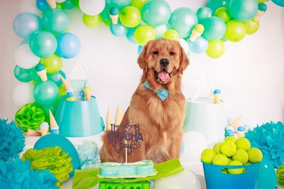 Las Vegas Pet Photography Gotcha Day Photo Session