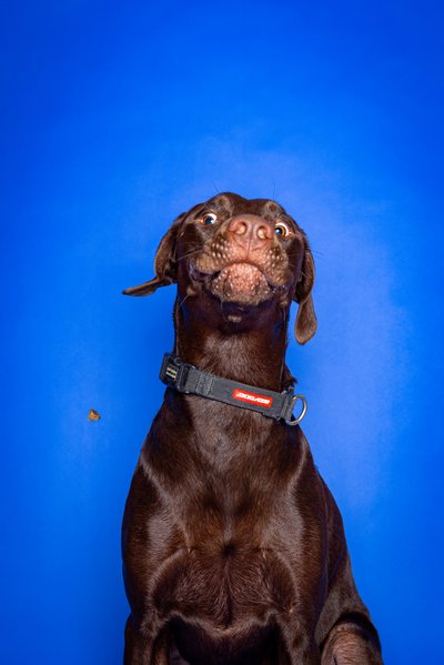 Labrador Retriever Photo session with treats 