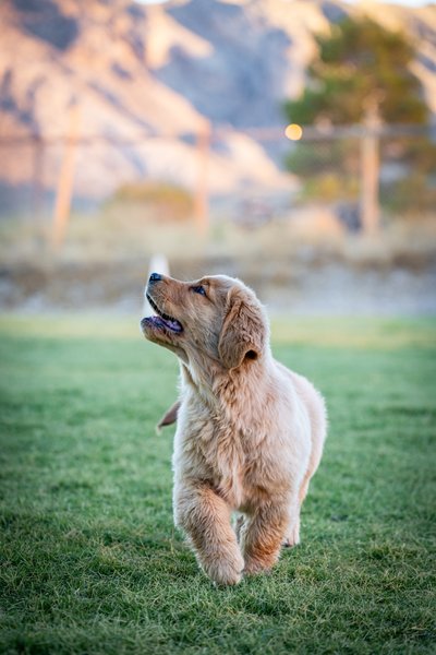 Puppy Training Photo Session