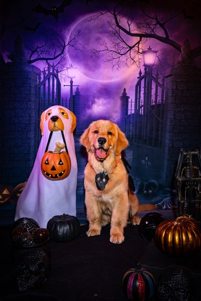 Las Vegas Pet Photography Halloween Portrait with dog