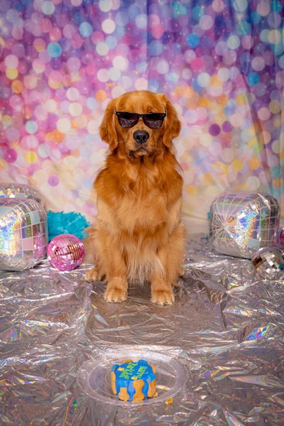 Pet Birthday photo shoot Las Vegas Henderson Dogs