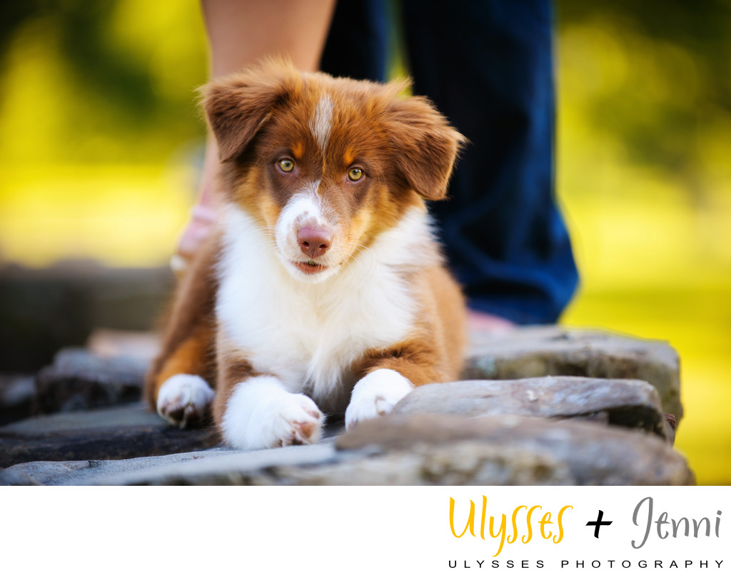 Cutest Puppy Pet Photography