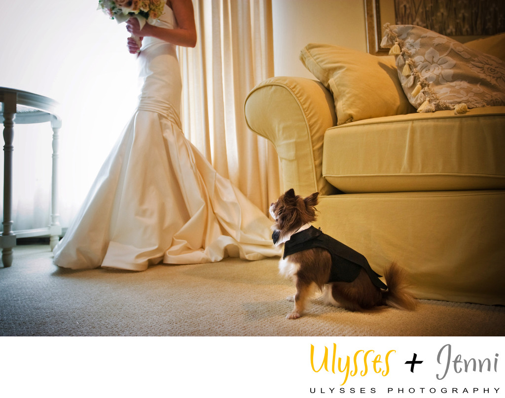 Wedding Photos That Include Dogs