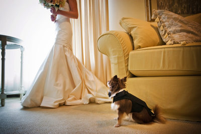 Wedding Photos That Include Dogs
