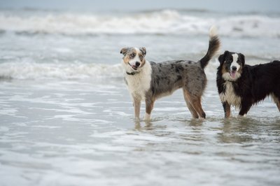 Australian Shepard Dog Portrait Session - Isle of Palms Pet Photography - Heather Johnson Photography  