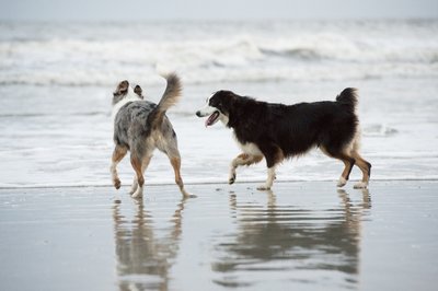 Dogs Beach Portrait - Isle of Palms, SC - Heather Johnson Photography 