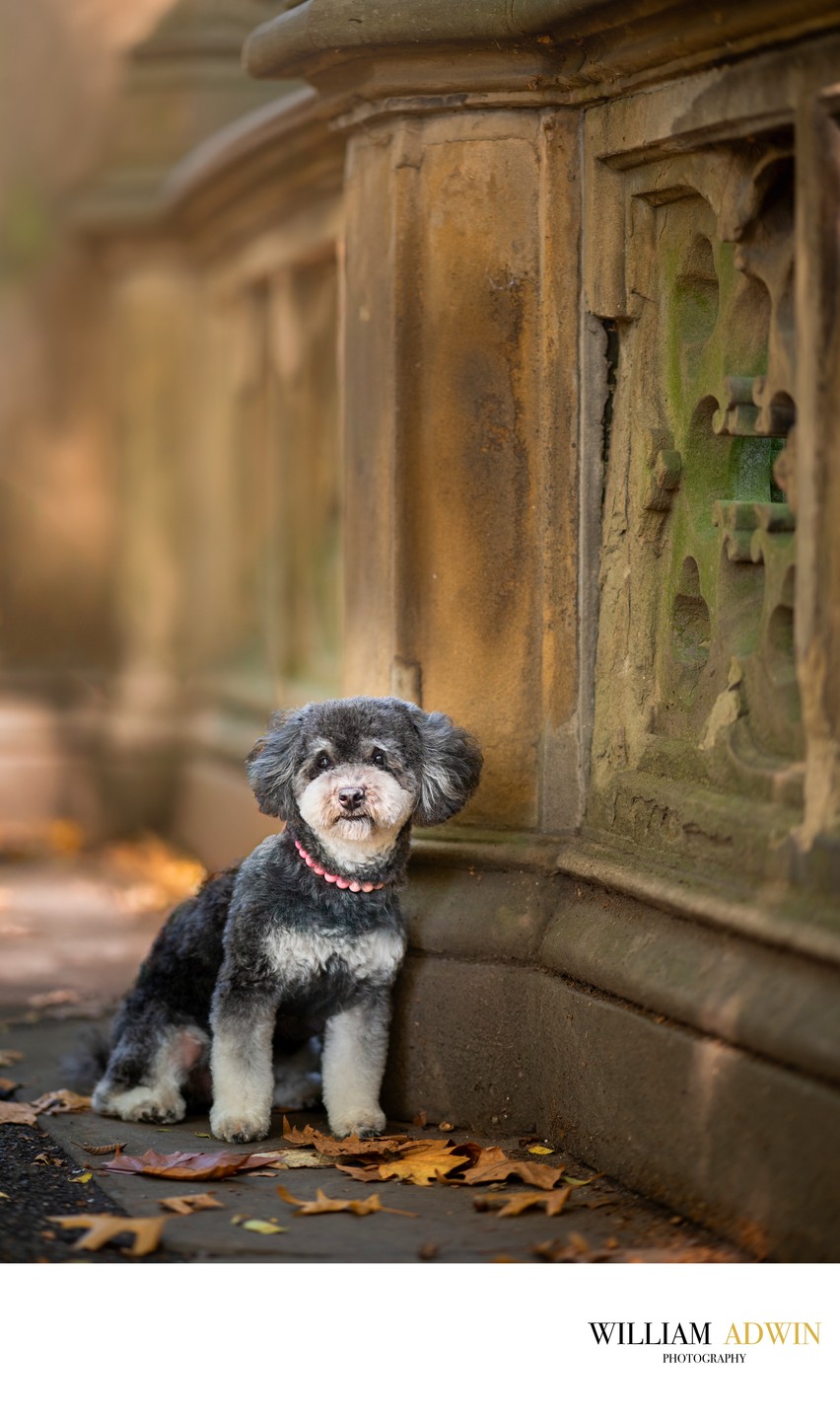 NYC dog photographer