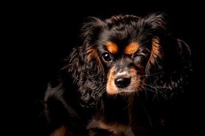 New York City Dog Photographer