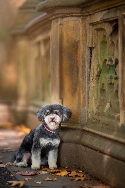 NYC dog photographer