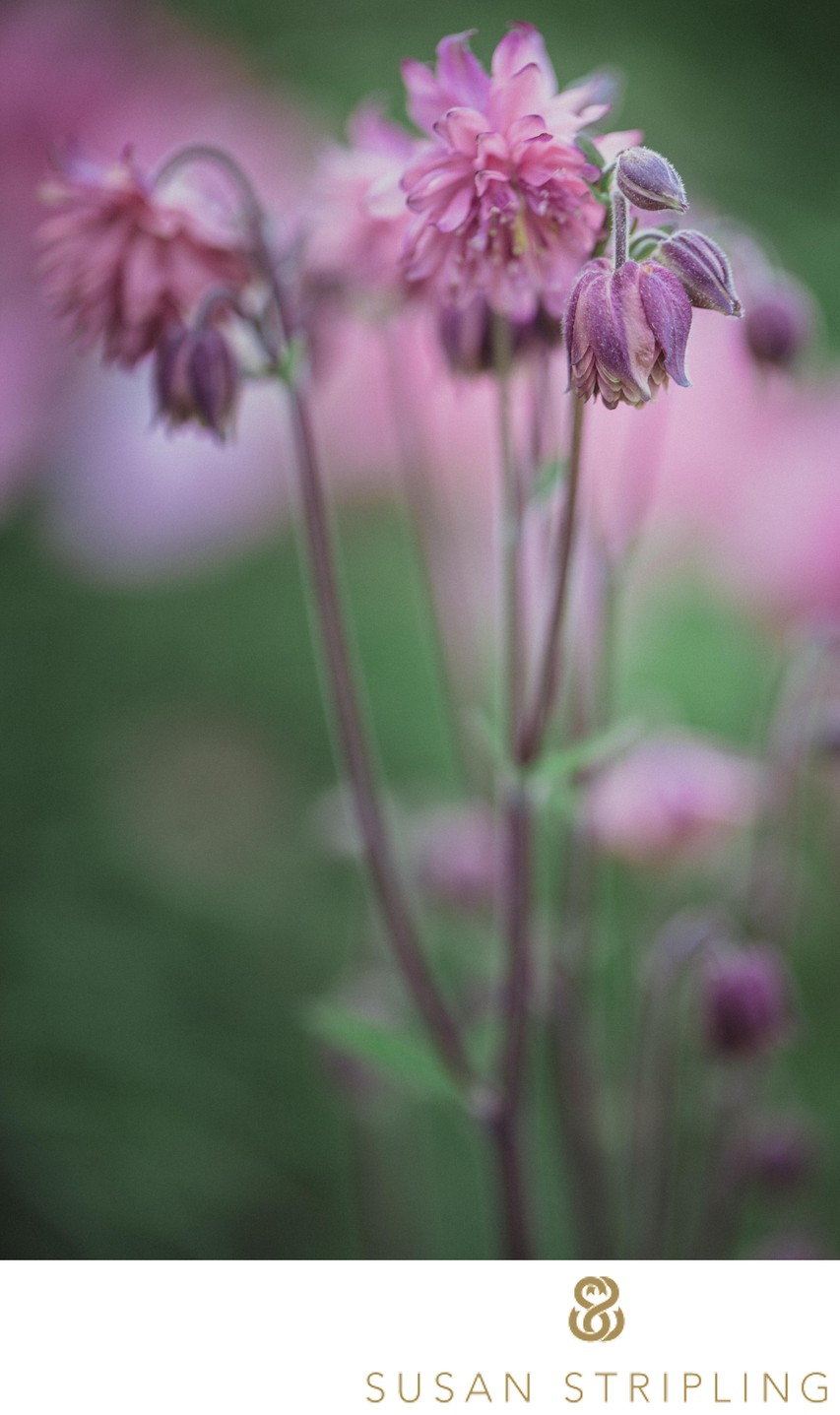 Green-Wood Cemetery Brooklyn Pink Flowers