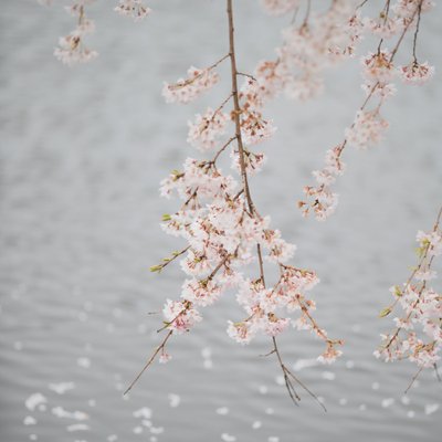 Green-Wood Cemetery Brooklyn Cherry Blossoms