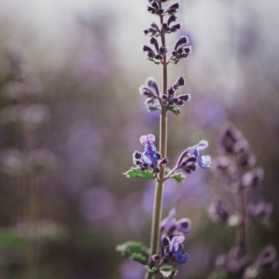 Green-Wood Cemetery Brooklyn Lavender Flowers