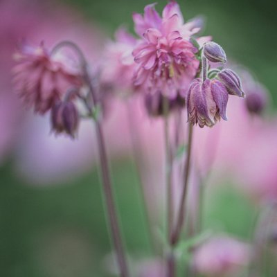 Green-Wood Cemetery Brooklyn Pink Flowers
