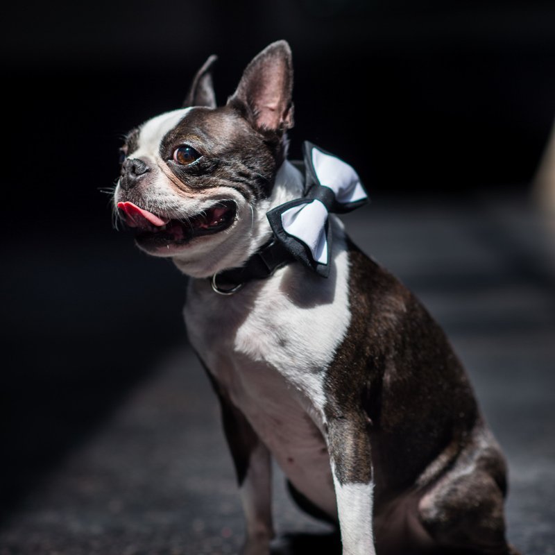 Is 501 Union Pet Friendly